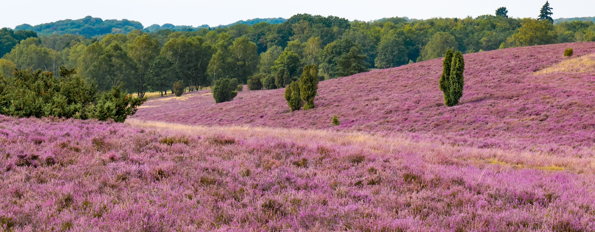 Naturpark Lüneburger Heide