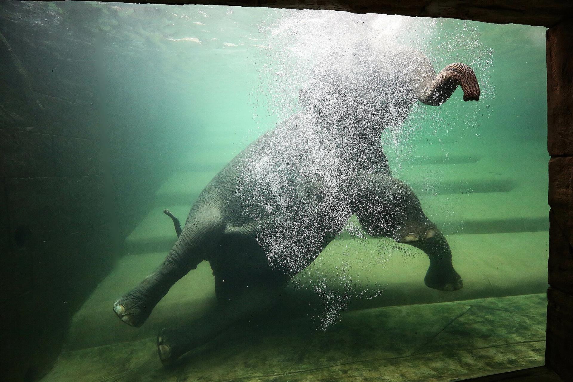  Ein Elefant beim Baden aus der Unterwasser-Ansicht