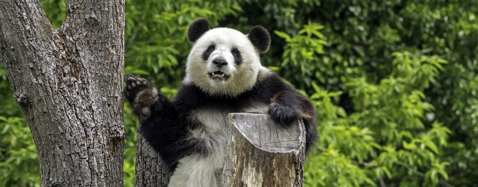 Panda sitzt im Baum